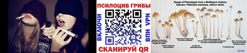 Псилоцибиновые грибы Psilocybine cubensis Плавск